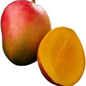 Sorbet Mangue 5 litres